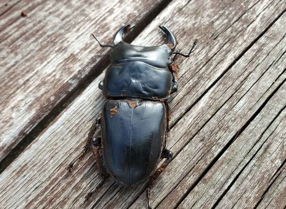 国産オオクワガタペア / 檜山産 WF1（♂66,0mm ♀44.0mm）｜カブ王