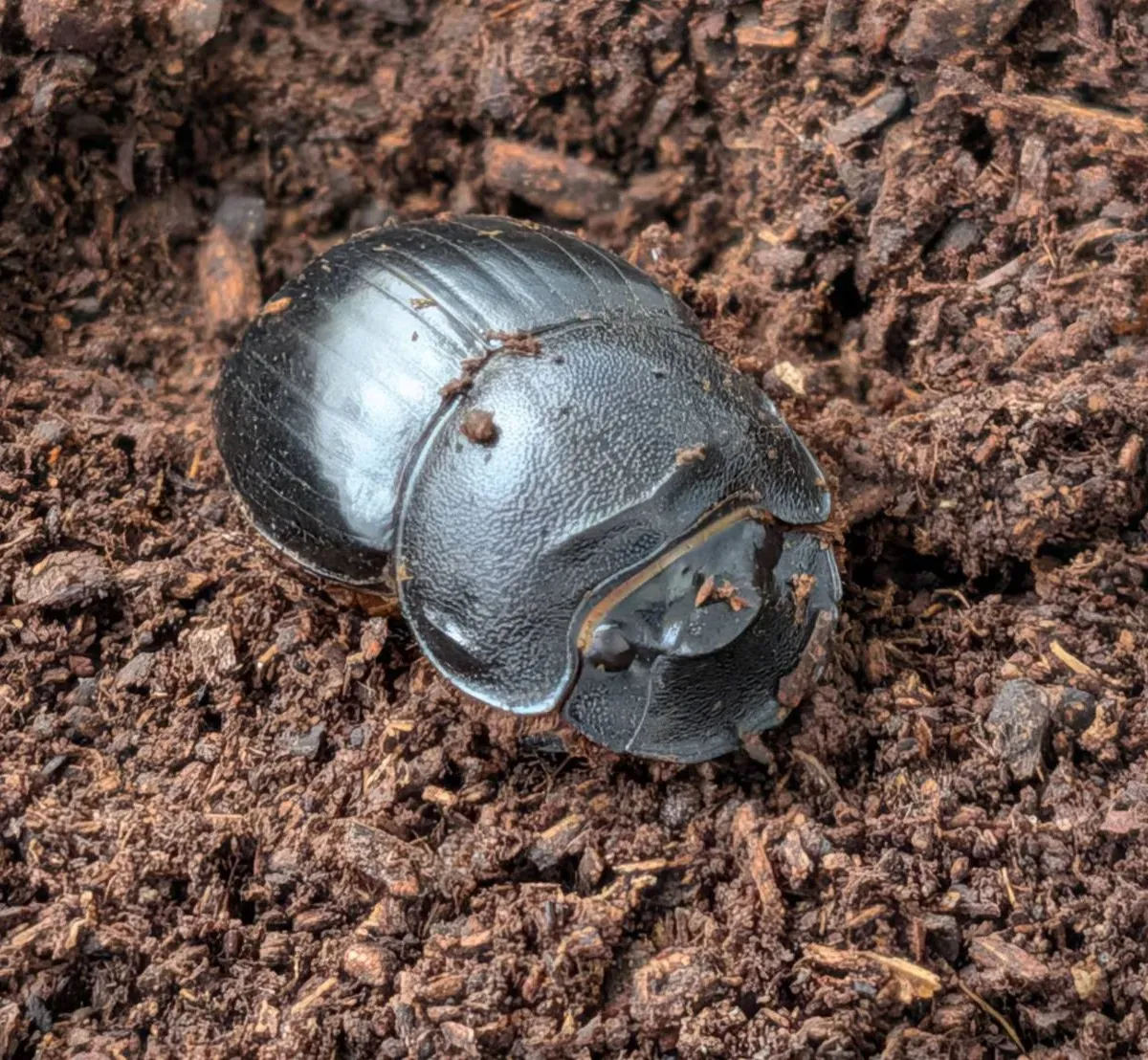 超希少！大型の北海道ダイコクコガネ成虫 WD ペア （♂25.7mm