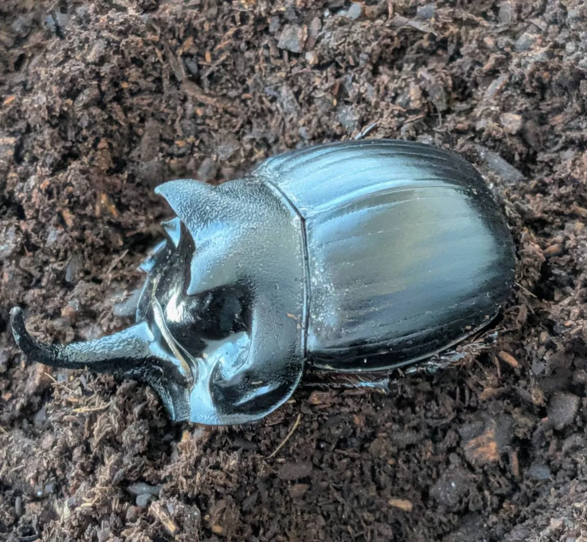 その他｜カブ王!オークション