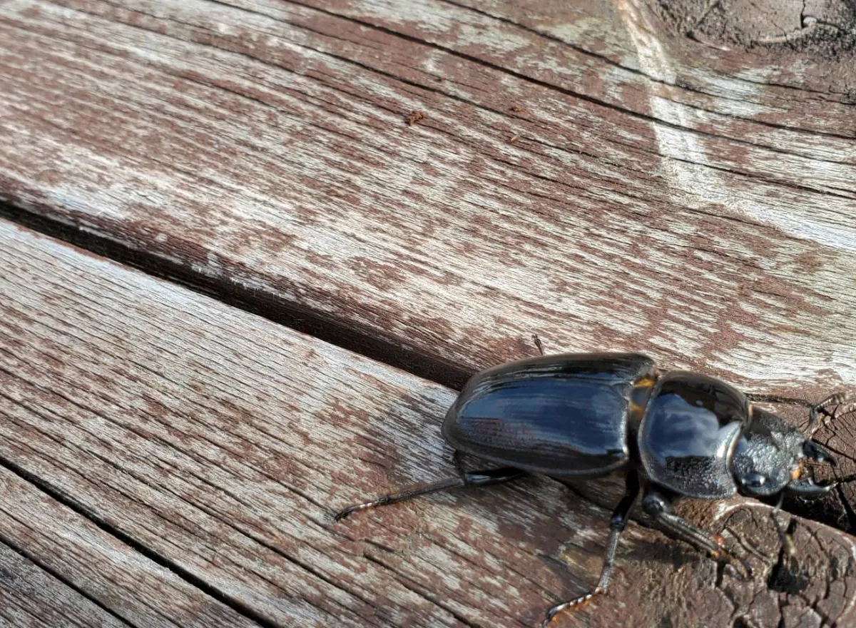 WF1オオクワガタのペア（♂オス 66.0mm ♀メス 44.0mm）北海道