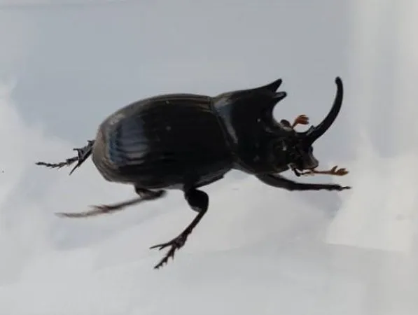 希少！ダイコクコガネ（空知産）♂単フリーサイズ（16mm前後）WD 天然