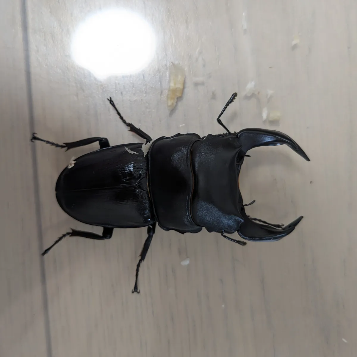 ホペイオオクワガタ正規血統直仔♤7.8③オス ♤7.8①メス｜カブ王