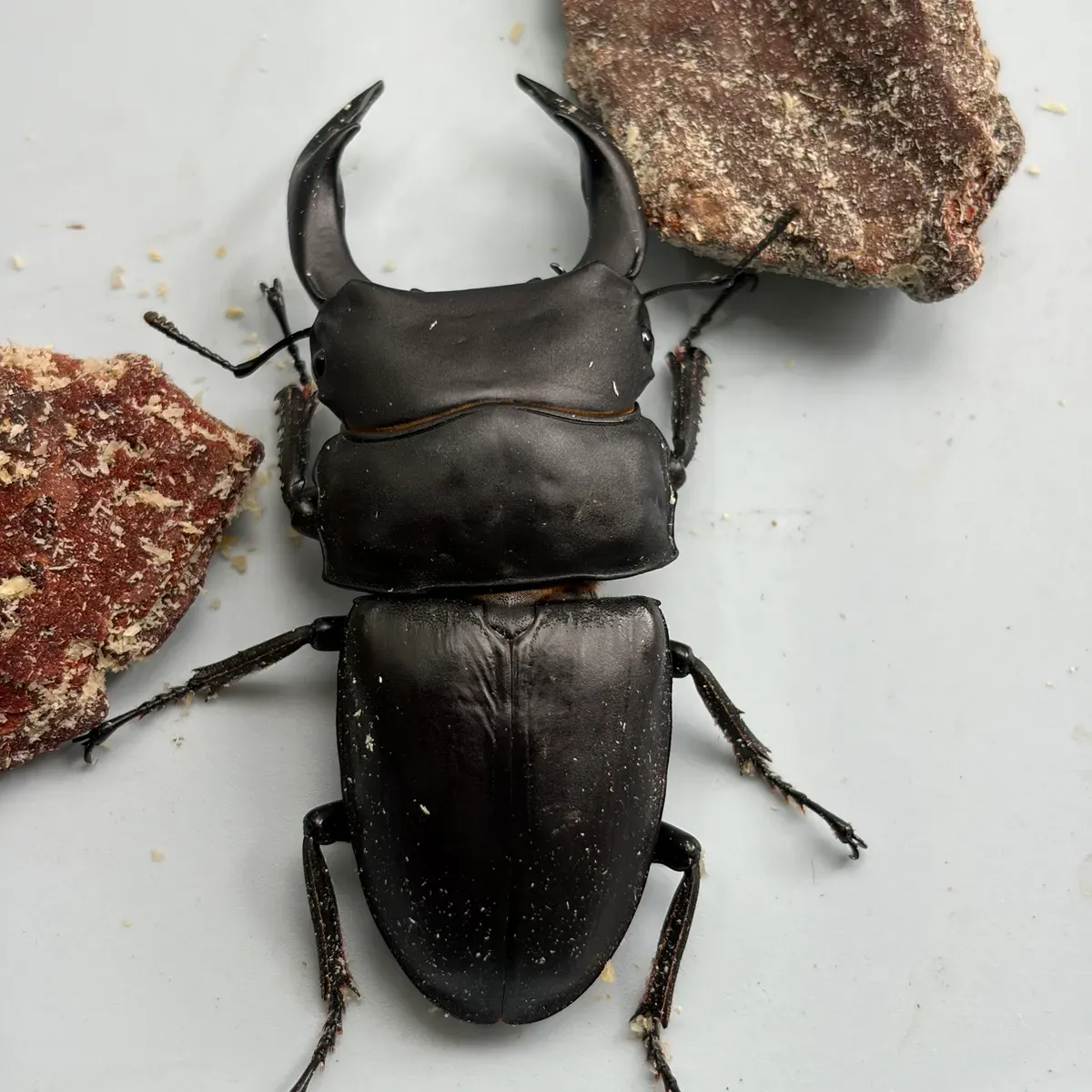 オオクワガタ能勢産 ♂74 ♀47ミリ ペア｜カブ王!オークション