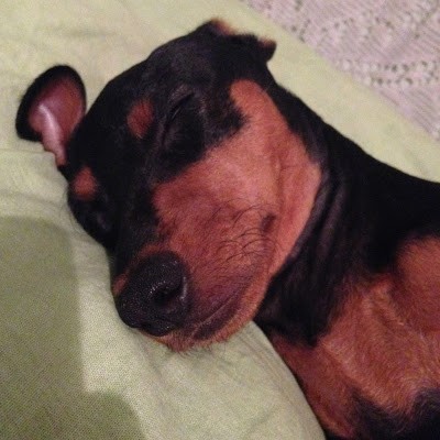 Kaggle profile picture for @priscila