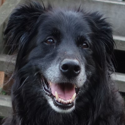 Kaggle profile picture for @ashley