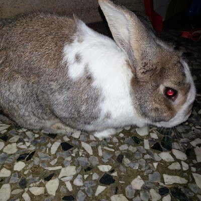Kaggle profile picture for @rabbit