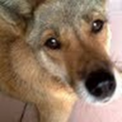 Kaggle profile picture for @sheets