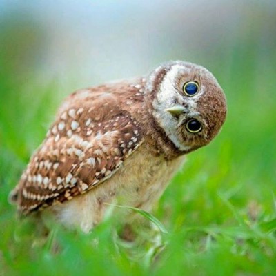 Kaggle profile picture for @massive