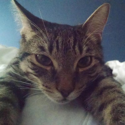 Kaggle profile picture for @atmospheric