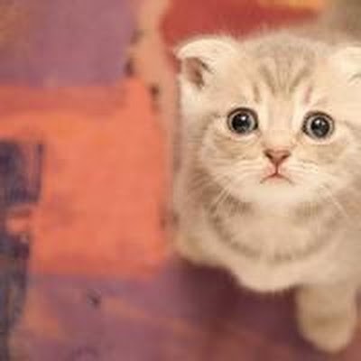 Kaggle profile picture for @thread