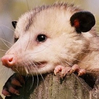Kaggle profile picture for @possum