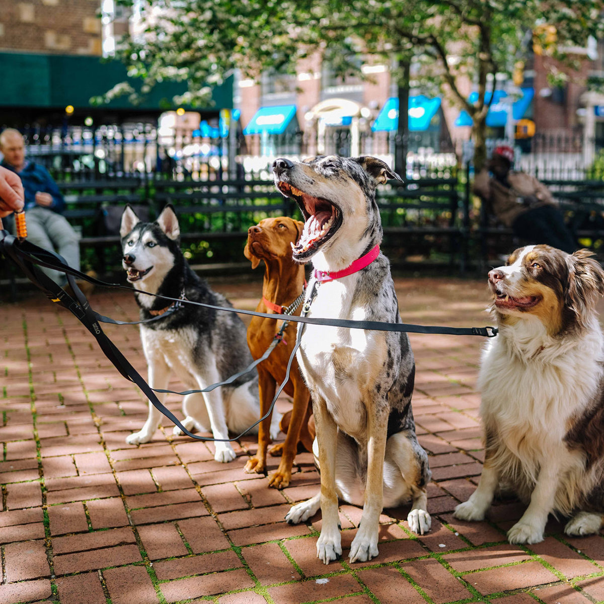 NYC Dog Licenses Kaggle