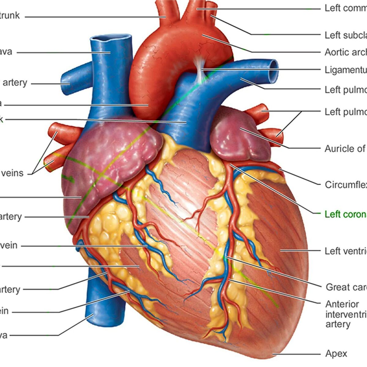 Heart Attack Analysis & Prediction Dataset