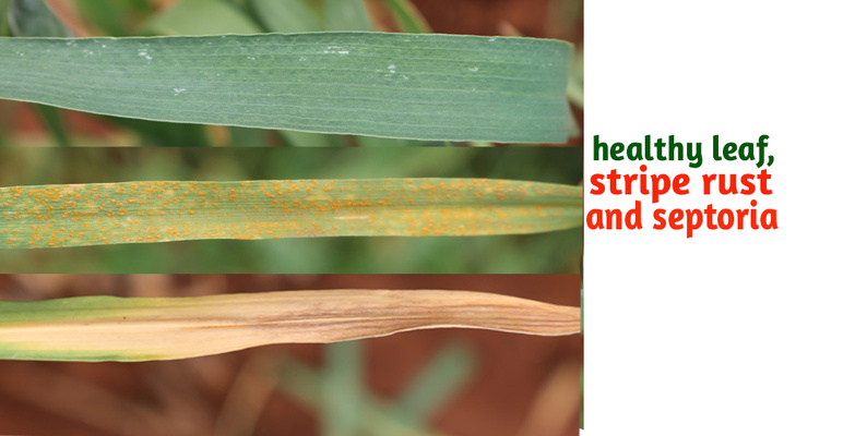 wheat leaves