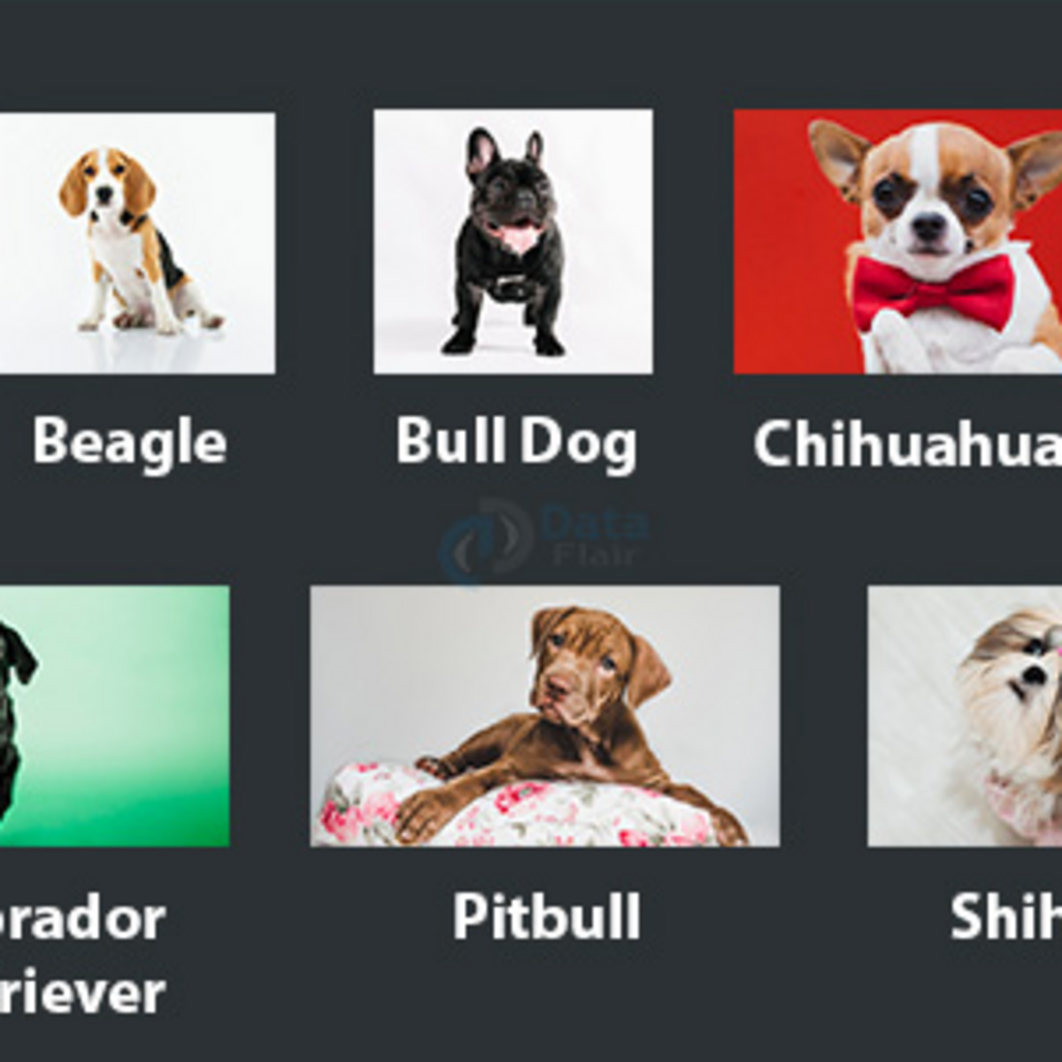 9 Dogs Breeds Identification & Classification | Kaggle