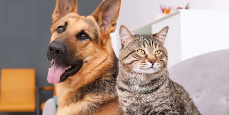 Cats and Dogs image classification