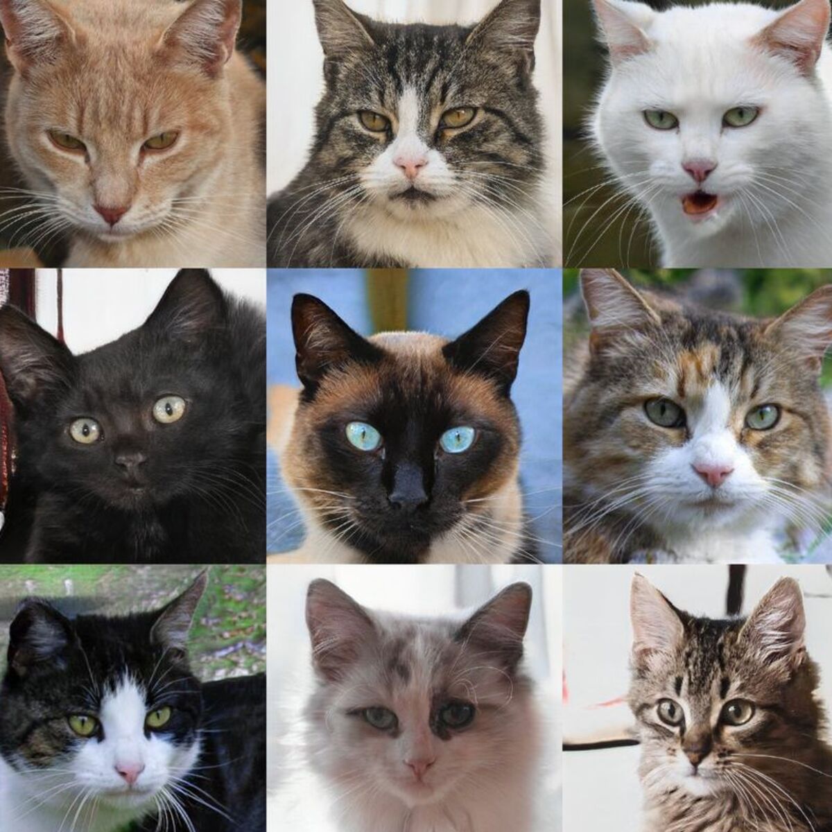 Cat Breeds Dataset (Cleared) | Kaggle