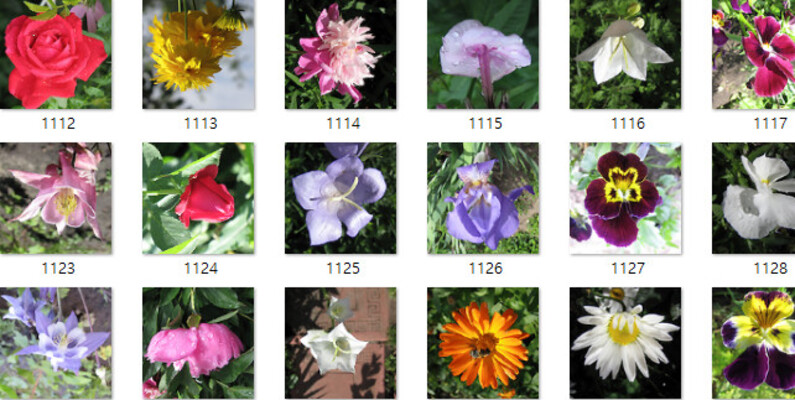 flower_data_extension | Kaggle