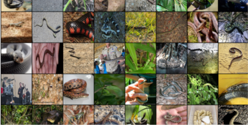 snakes species collage