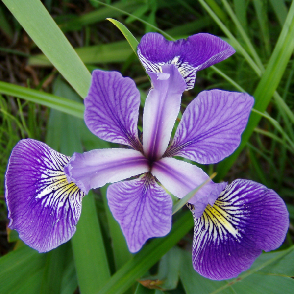 Iris 