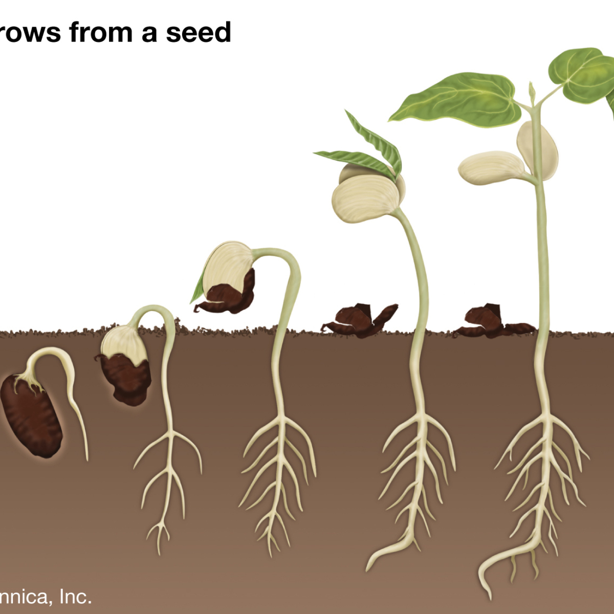 Последовательность роста растений. Последовательность роста гороха. Seed germination. Corn growing Stages. Стадии роста фасоли в картинках для детей.