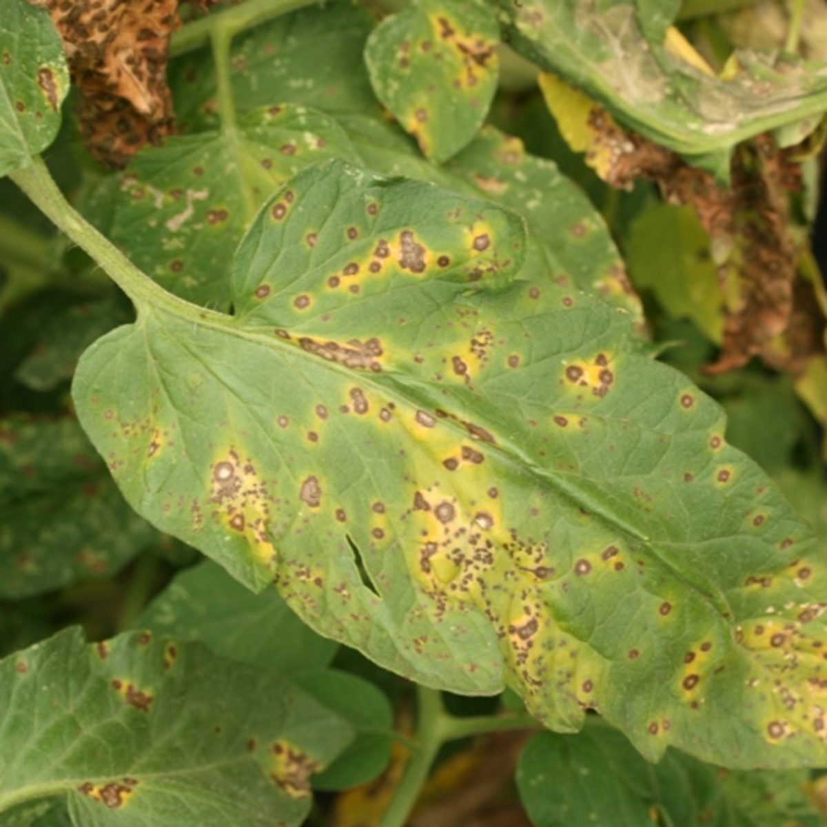 Plant disease. Септориоз (белая пятнистость). Кладоспориоз (бурая пятнистость). Бурая пятнистость томатов (кладоспориоз).. Септориоз на рассаде томатов.