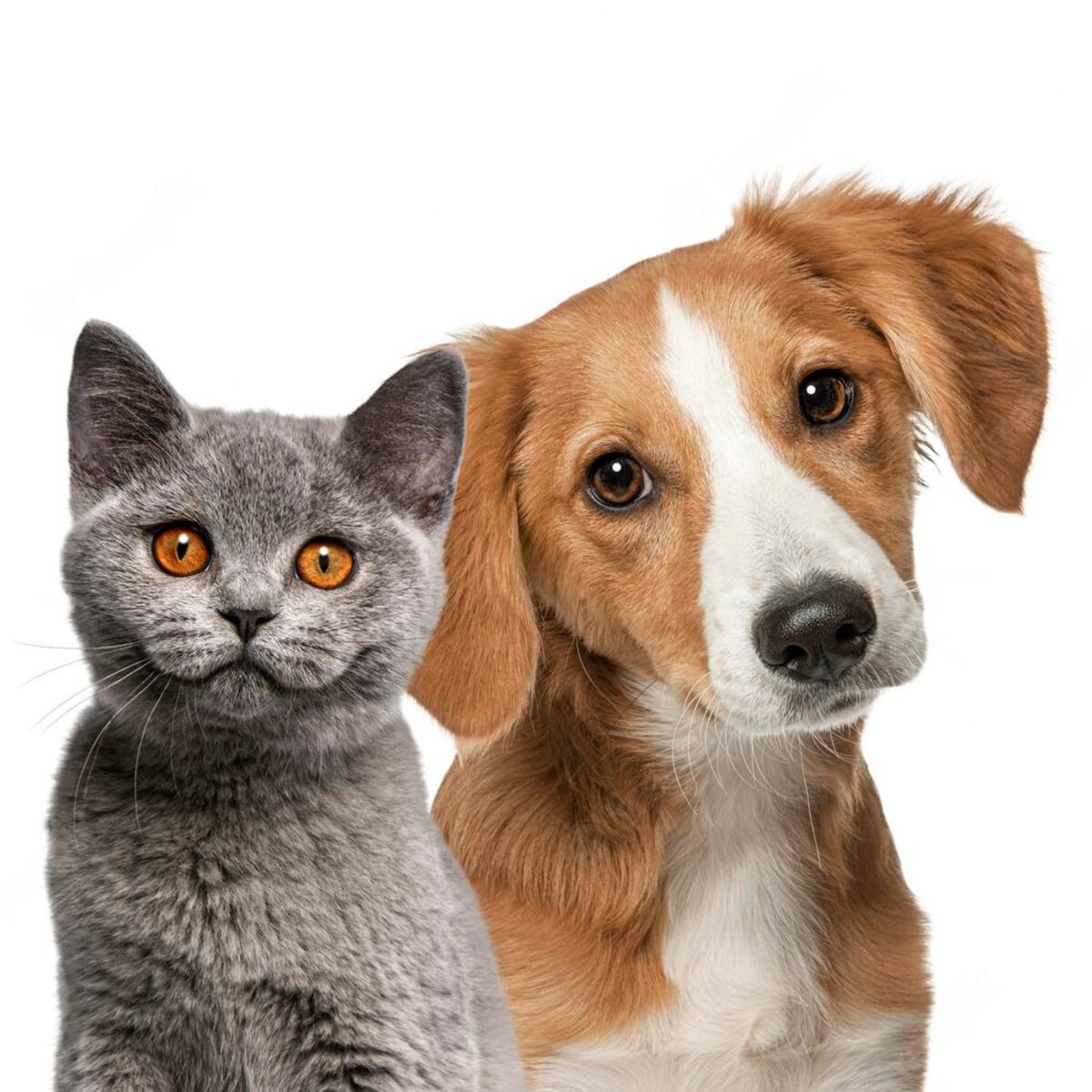 Cats and Dogs image classification