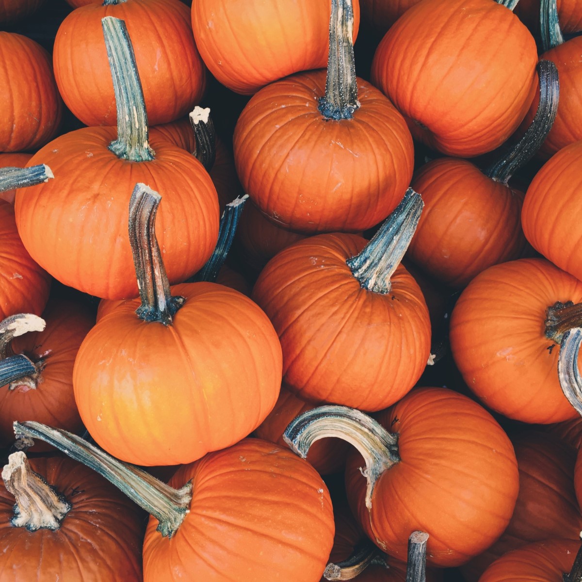 A Year of Pumpkin Prices Kaggle