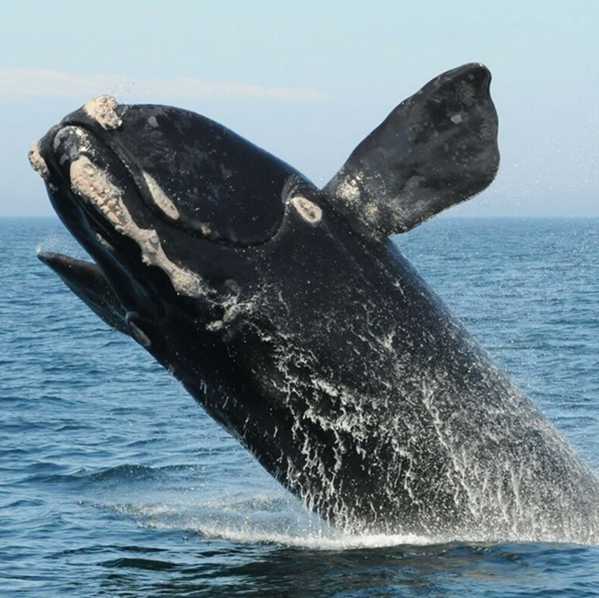 Whale Detection Challenge: 255x255 png Dataset | Kaggle