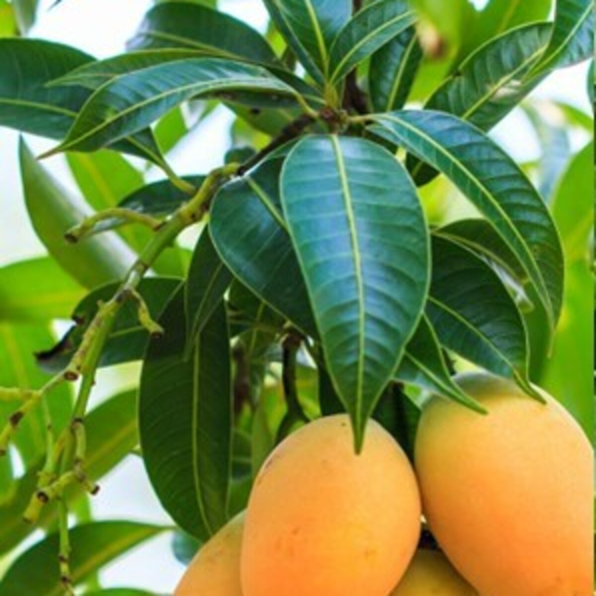 Манго дерево цветет. Манго дерево. Дерево манго манговое дерево. Тайское манго дерево. Дерево манго Тайланд.