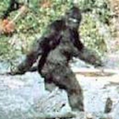 bigfoot pamap