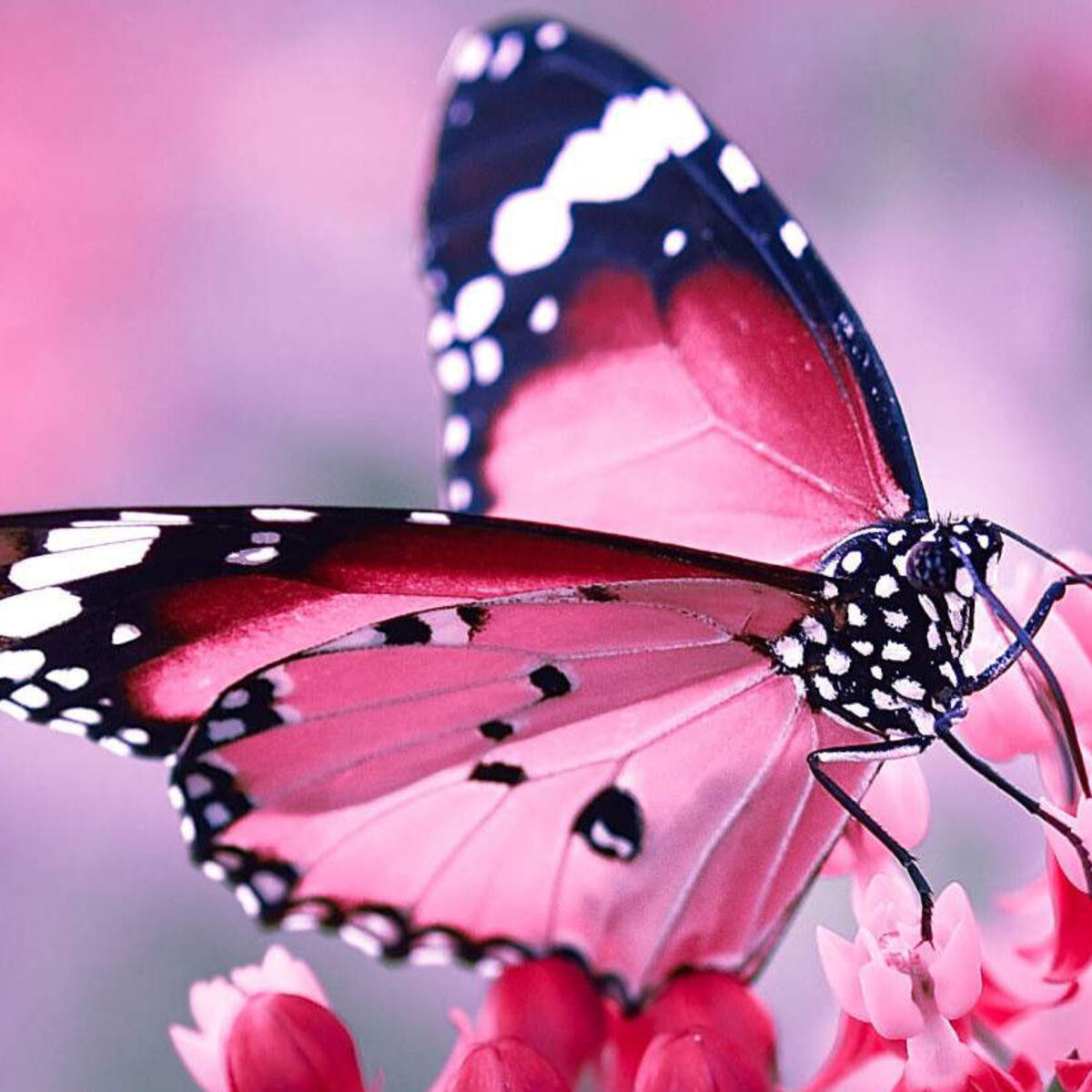 butterfly pictures