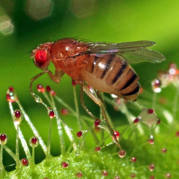 Drosophila Melanogaster Genome Kaggle