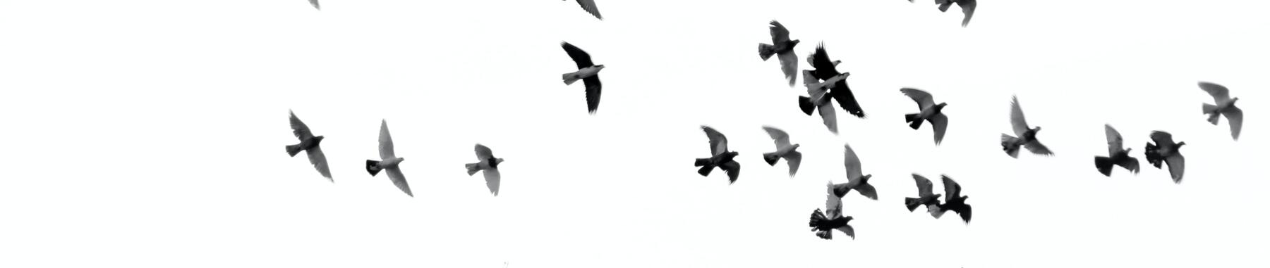 darwin-s-finches-evolution-dataset-kaggle