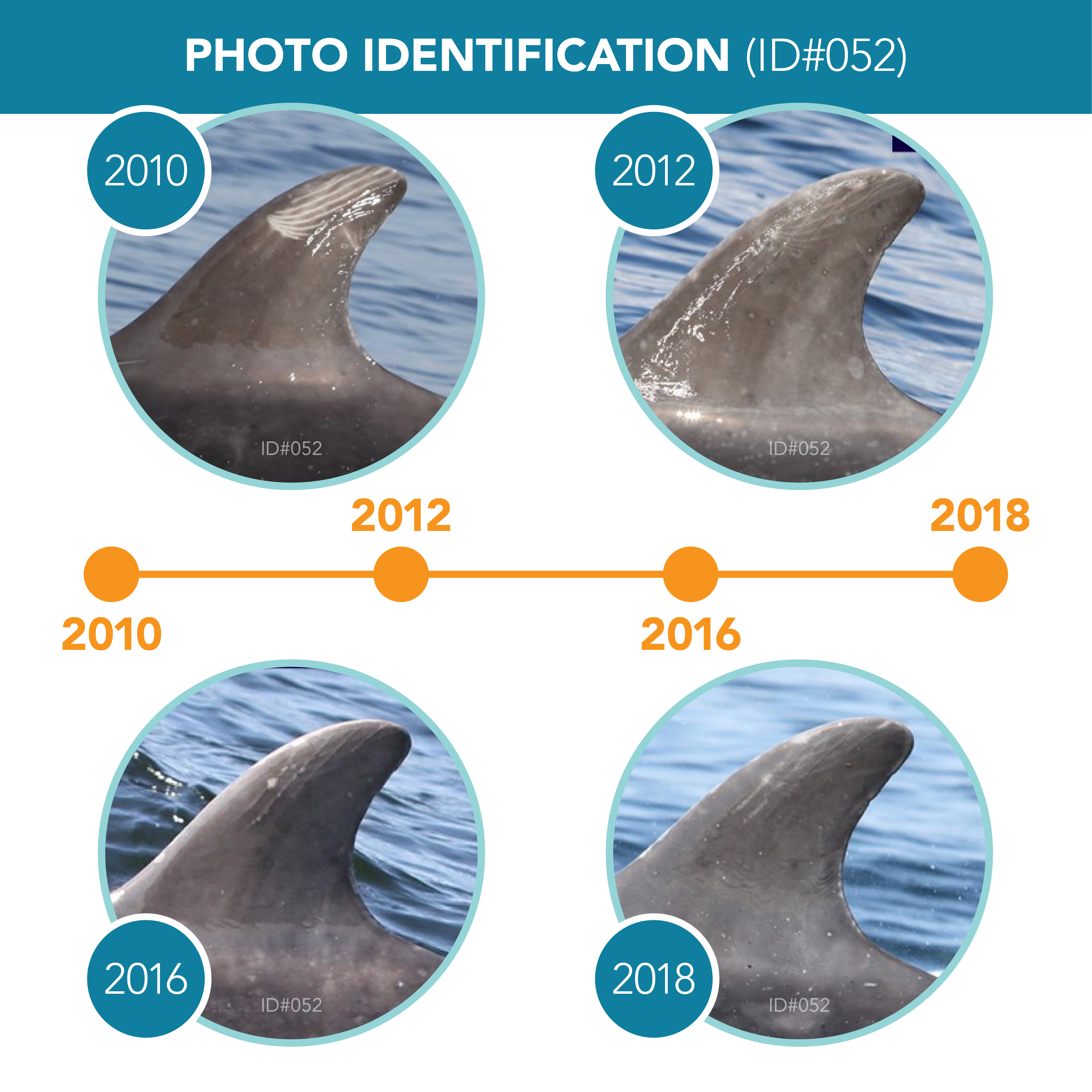 Happywhale - Whale and Dolphin Identification | Kaggle
