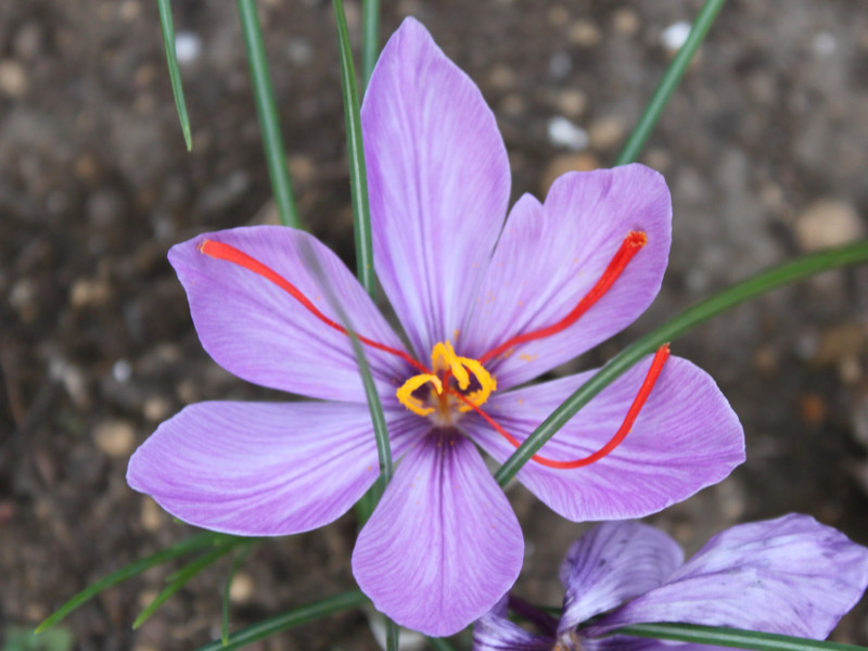 1月24日の誕生花 株式会社科学技術研究所