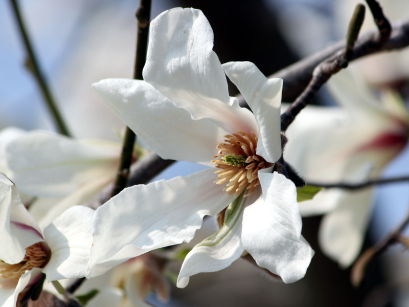 1月29日の誕生花 株式会社科学技術研究所