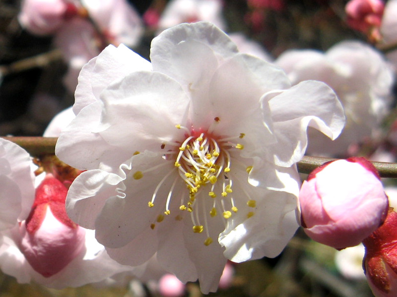 2月1日の誕生花 株式会社科学技術研究所