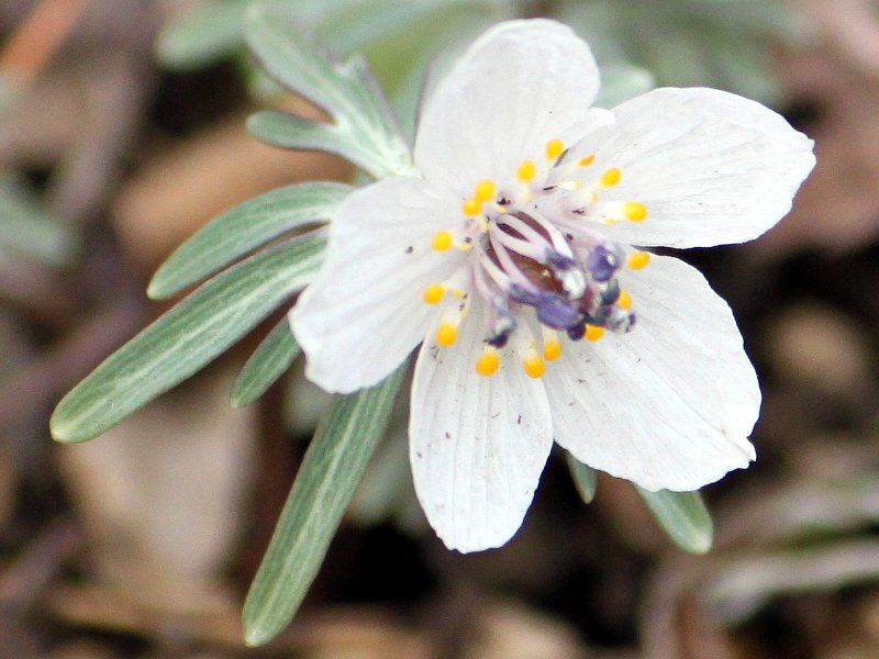 2月3日の誕生花 株式会社科学技術研究所