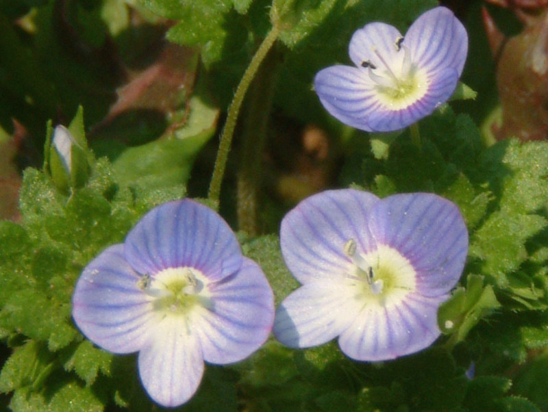 3月4日の誕生花 株式会社科学技術研究所