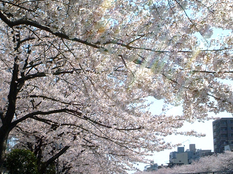 3月28日の誕生花 株式会社科学技術研究所