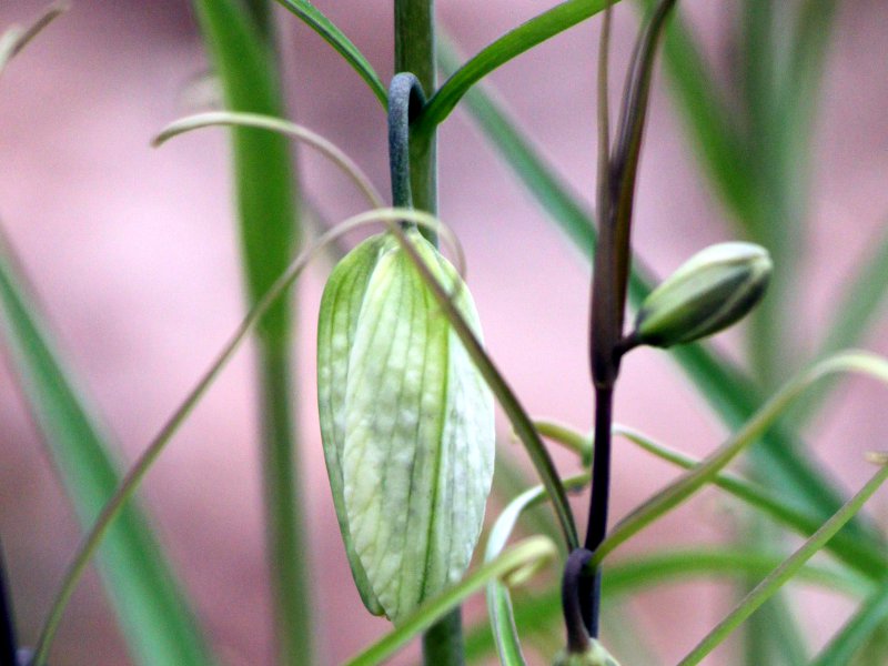 3月29日の誕生花 株式会社科学技術研究所