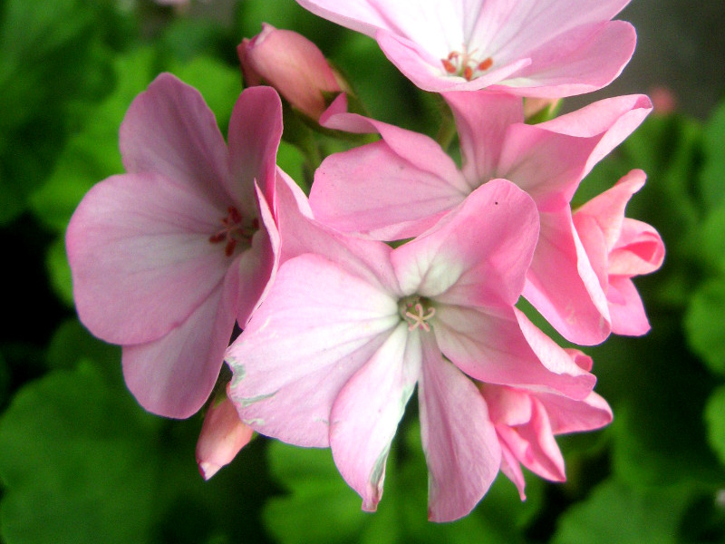 4月3日の誕生花 株式会社科学技術研究所