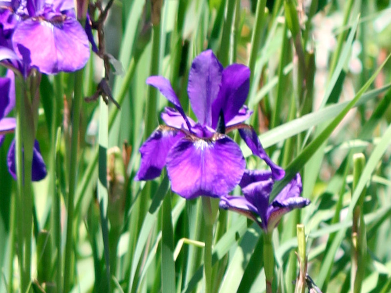 5月５日の誕生花 株式会社科学技術研究所