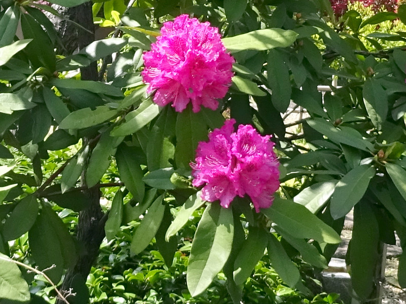 5月8日の誕生花 株式会社科学技術研究所