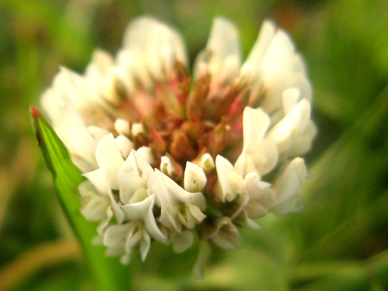 5月9日の誕生花 株式会社科学技術研究所