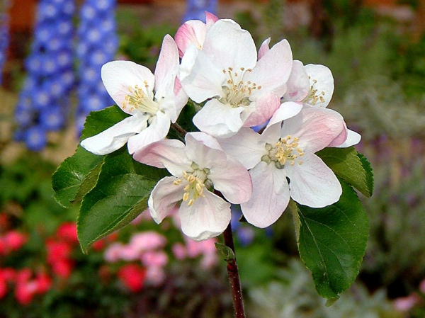 5月11日の誕生花 株式会社科学技術研究所