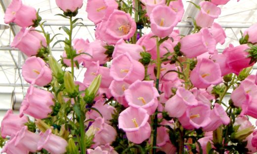 4月5日の誕生花はイチジク 藤 ワスレナグサ オオアラセイトウです 株式会社科学技術研究所