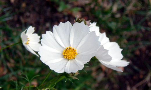 6月21日の誕生花 株式会社科学技術研究所