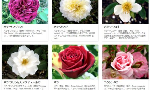 4月8日の誕生花はチューリップ 白 リンゴ シバザクラです 株式会社科学技術研究所